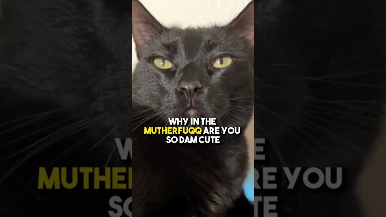 Send to them❤️ #cat #blackcat #relationship #leonthecatdad #relationship