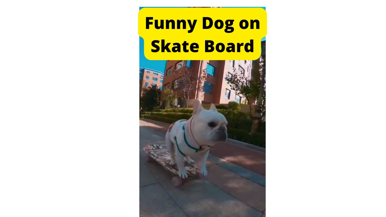 Funny Dog Video 2022 | Funny Dog on Skate Board |