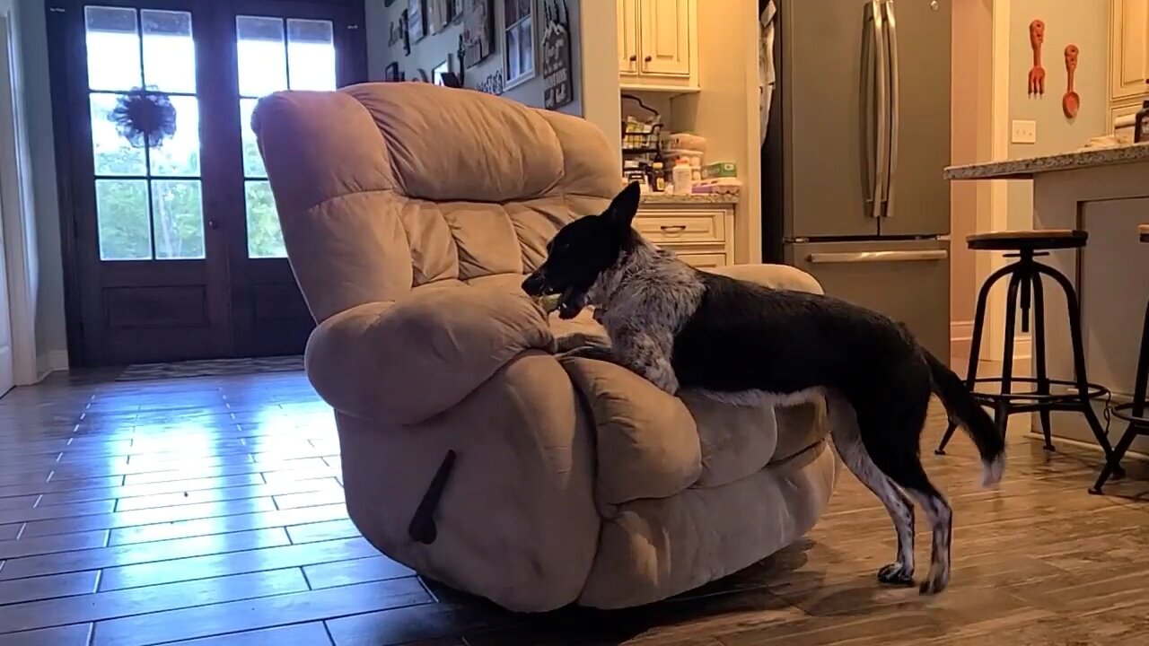 Doggy-go-round - Puppy loves spinning recliner