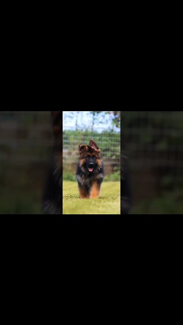 what a beauty 🐾🥰❤️ #GermanShepherd #gsddog #gsdphoto #cutepuppy #gsd #gsdlove