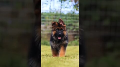 what a beauty 🐾🥰❤️ #GermanShepherd #gsddog #gsdphoto #cutepuppy #gsd #gsdlove