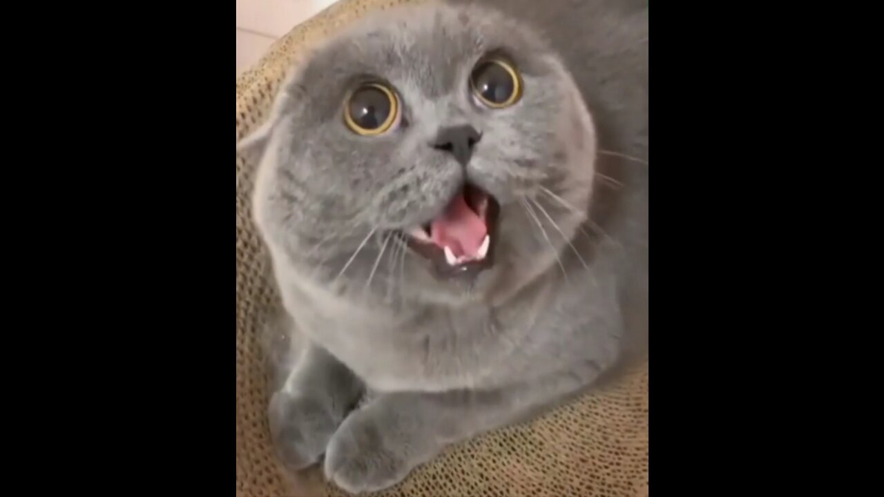 Cat Shocked Mama Rocked