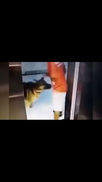 Never Turn Your Back On A German Shepard