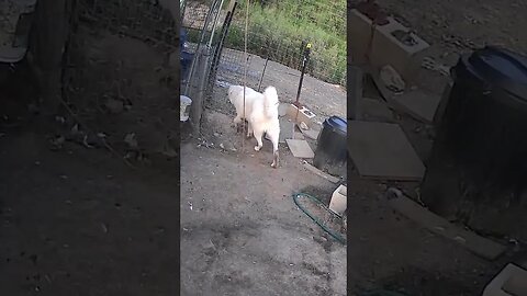 Farm cam. Maremma pup