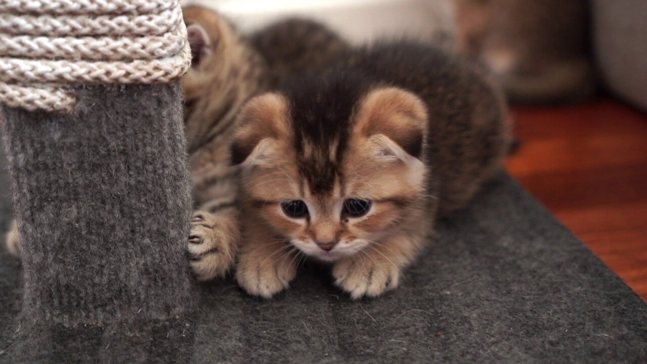 Hosico's kittens