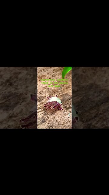 Alien Lifeform Discovered in Amazon (100% real!!) #shorts #aliens #unidentified