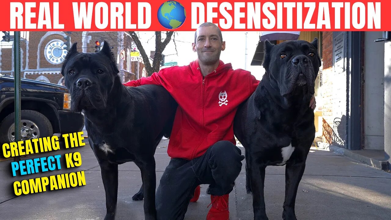 REAL WORLD Cane Corso DESENSITAZTION in Public #dog