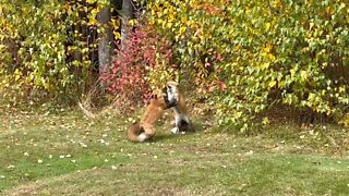 Sun Sun Productions - Fox Argument