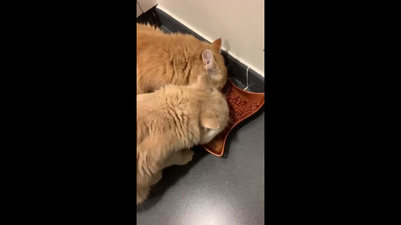 cats don't have time to talk