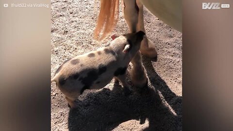 Ce petit cochon utilise les pattes d'un cheval pour se gratter