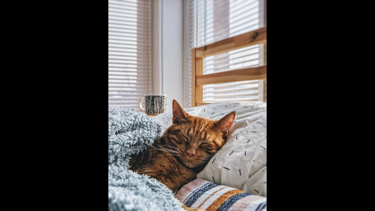 Cat enjoys face massage