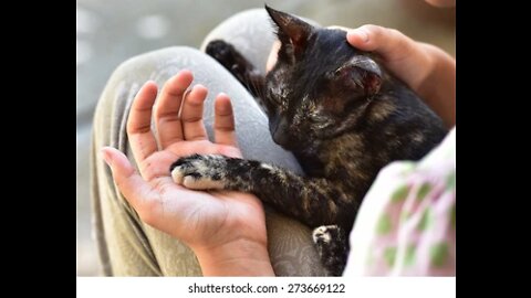 cat promise