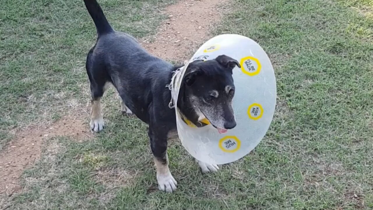 My Puppy Tinkles in Dog Cone after Big Dogs Attack Her !!!!!