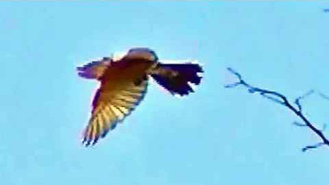 IECV NV #326 - 🐦 American Robin In The Tree Take Off And Landing 5-19-2017