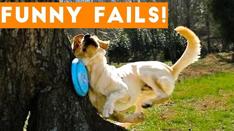 WATCH THESE ANIMALS GO CRAZY!!! Try not to laughhh