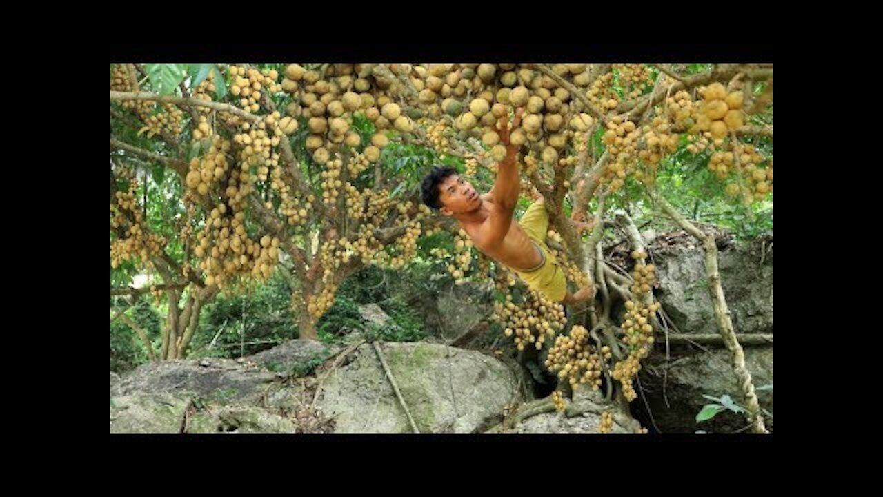 Fruit In The Jungle - Eating langsat