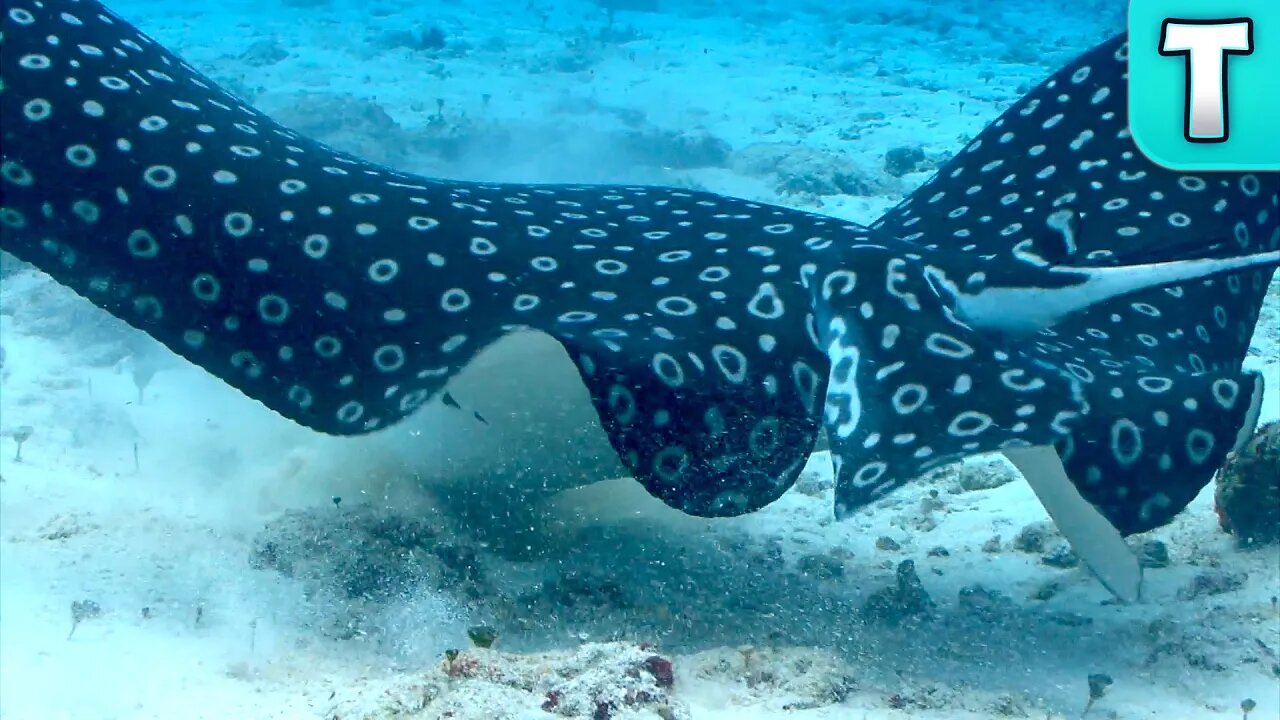10 Things You Didn’t Know about Stingrays