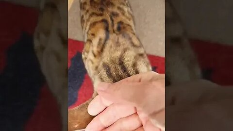 Pet me meows #bengalcat #meow