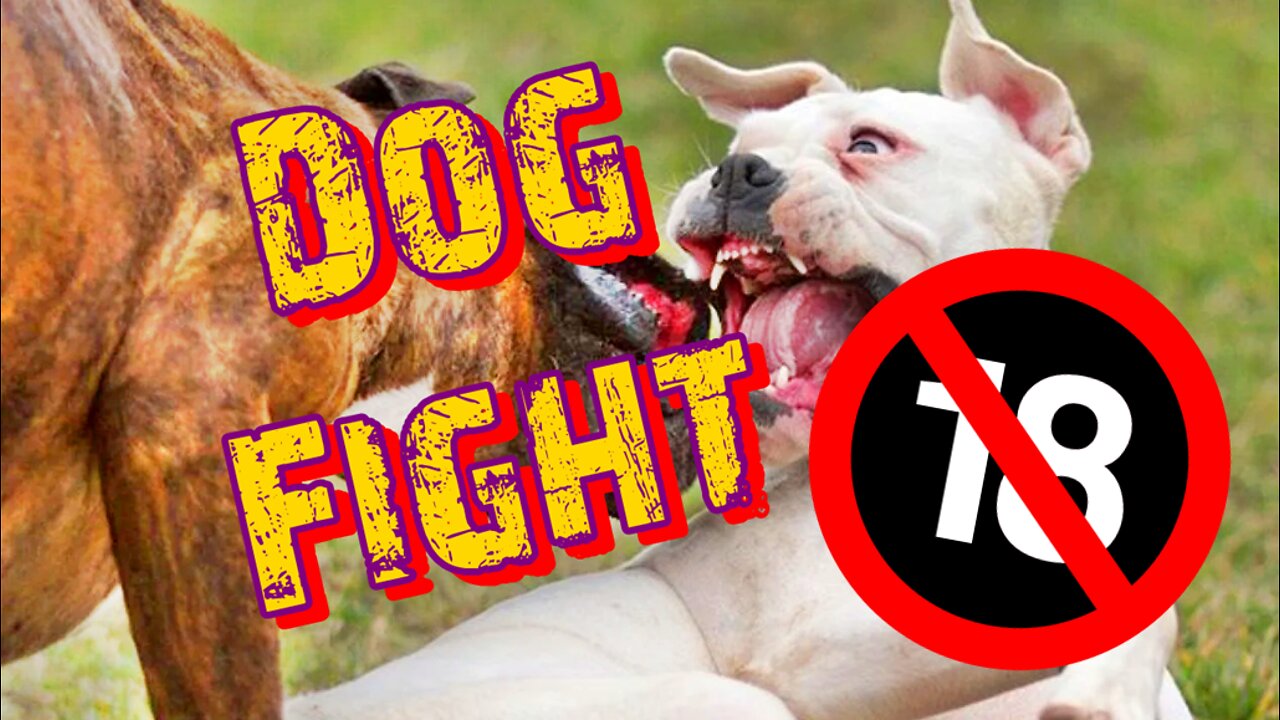 Dog Fight Break Up Gone Mad