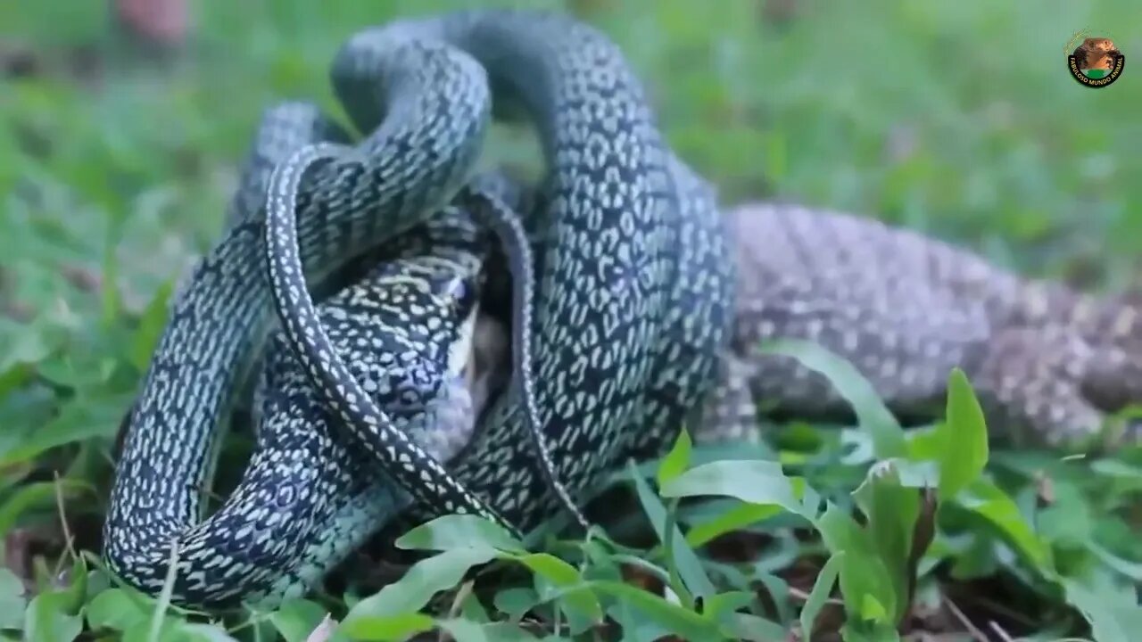 Lagartos e Serpente Trava uma Batalha Pela Sobrevivência na Natureza..