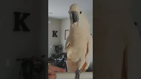 Friendly Cockatoo Handshake!! l Shaking hands like a boss l #shorts l #cockatoo l #cutebirds