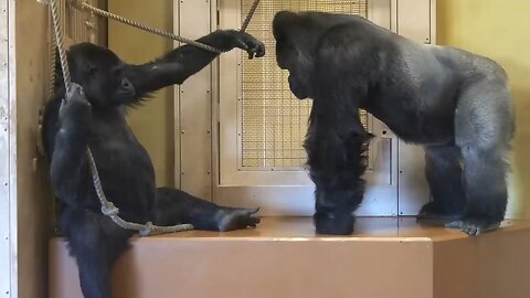 excited silverback Gorilla Asks A female to mste❤️💋