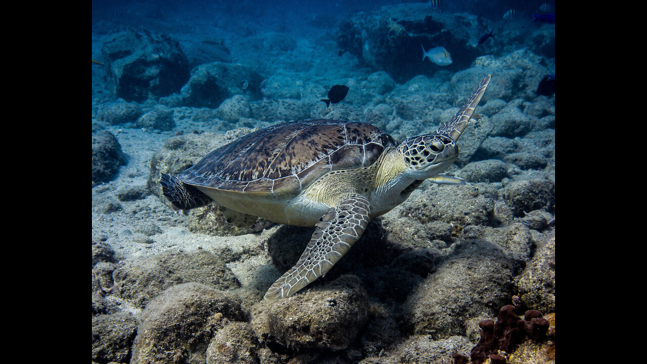 Scuba Diving in the British Virgin Islands; what you may see! (Volume 1 of 2)