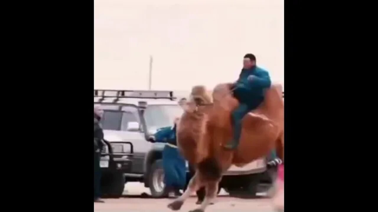 last time #camel #animal
