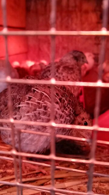 Quasimodo hunch back quail