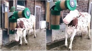 Vaca adora escovar o pelo