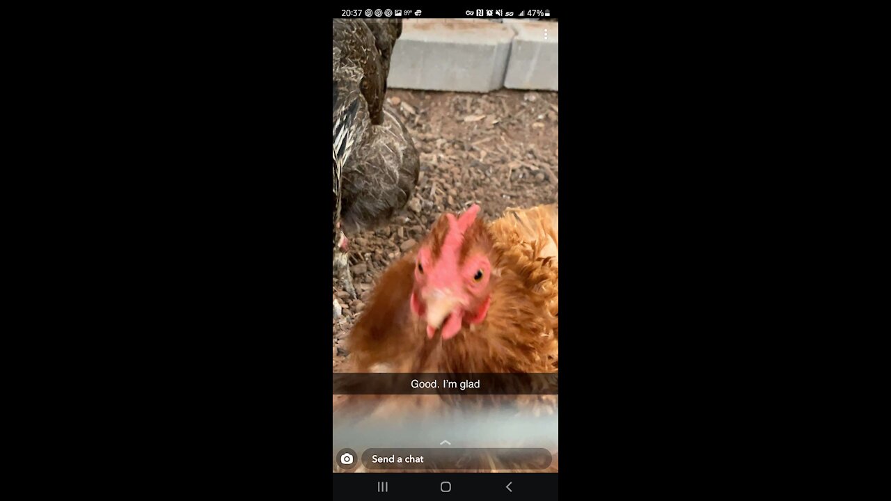 Time-lapse of my chickens while I'm at work