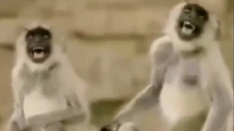 Funny animal video