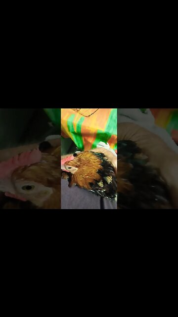 Rooster cuddling up on my lap 19th January 2023