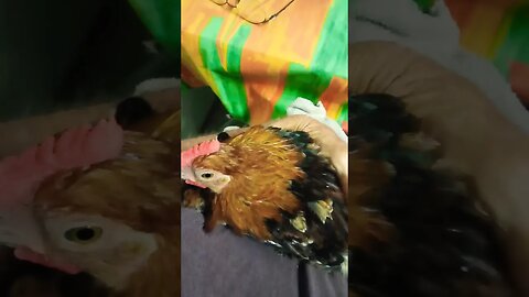 Rooster cuddling up on my lap 19th January 2023