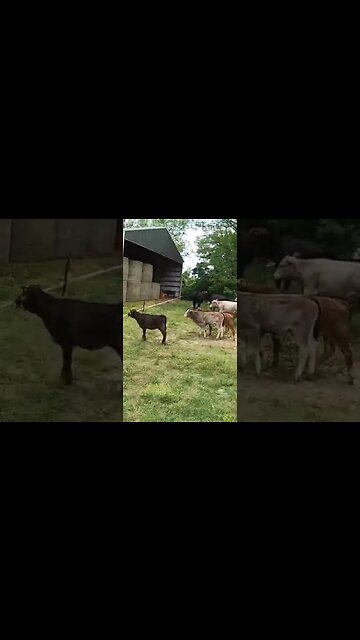Calves introduced to electric fence! #cattle #calves #electricfence #farm #ranch