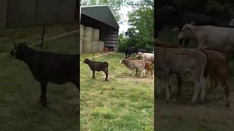 Calves introduced to electric fence! #cattle #calves #electricfence #farm #ranch