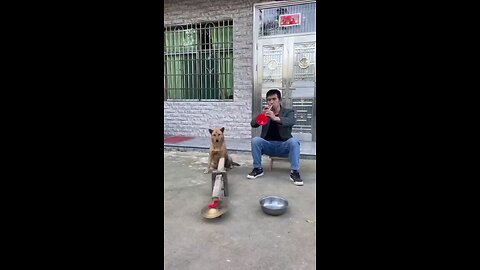 लवली विडिओ