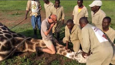 Girafa é salva de fio de metal enrolado no pescoço