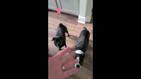 Best Puppies!