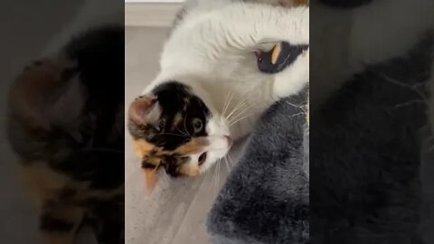 🐈 ist der