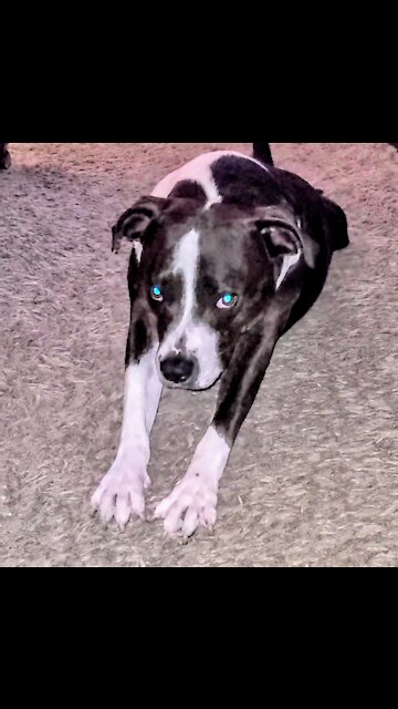 I'm TOO cute to crawl to you... you come here