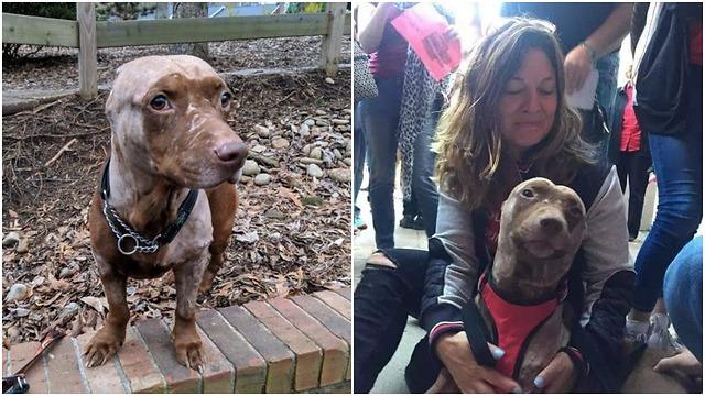 Unpleasant experience makes this dog wants to be loved more and more