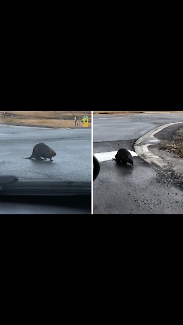 Adorable moment beaver caught crossing the road