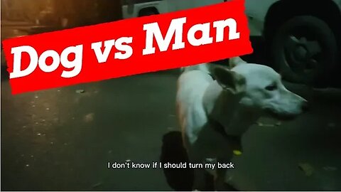 Thailand Street Dog Standoff