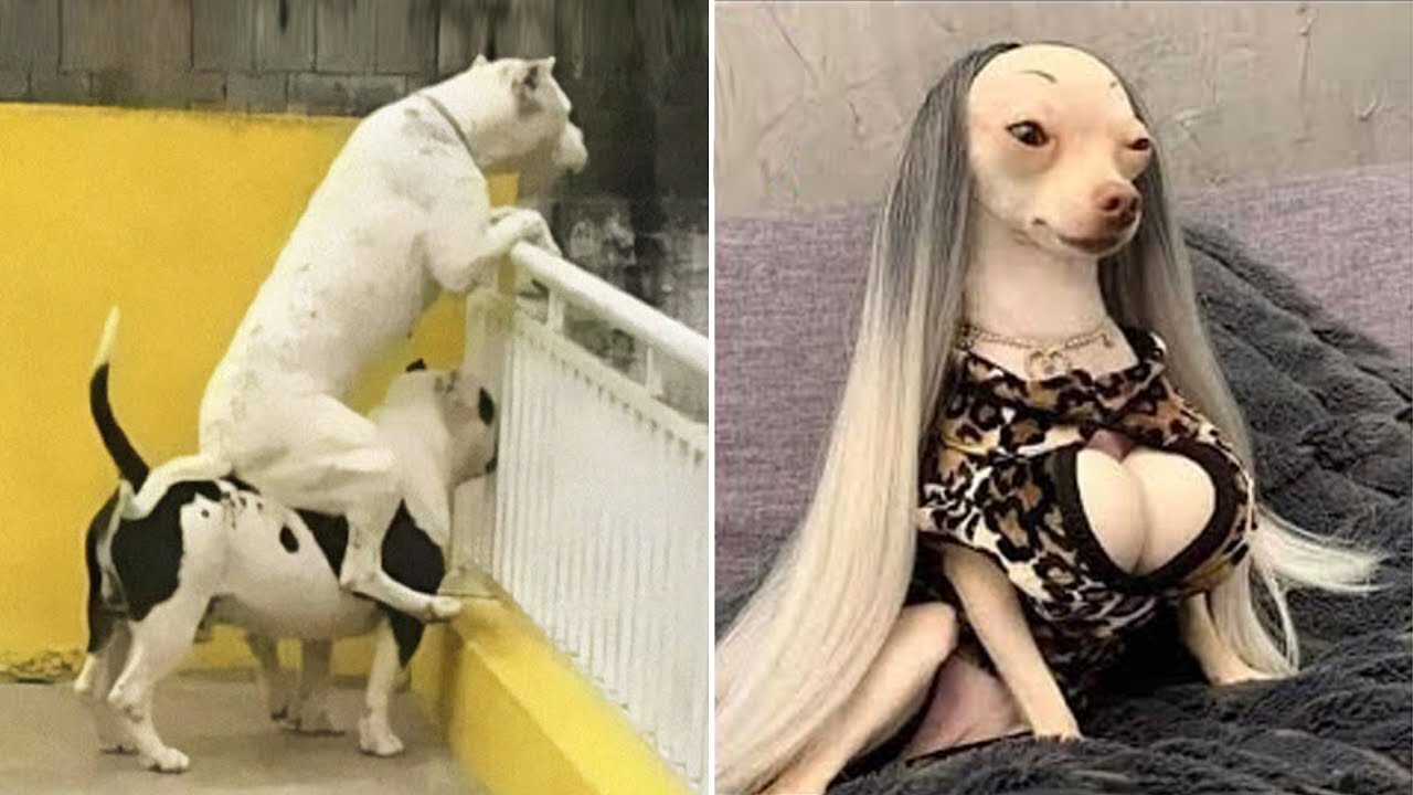 Funny Dogs That Will Make Your Day