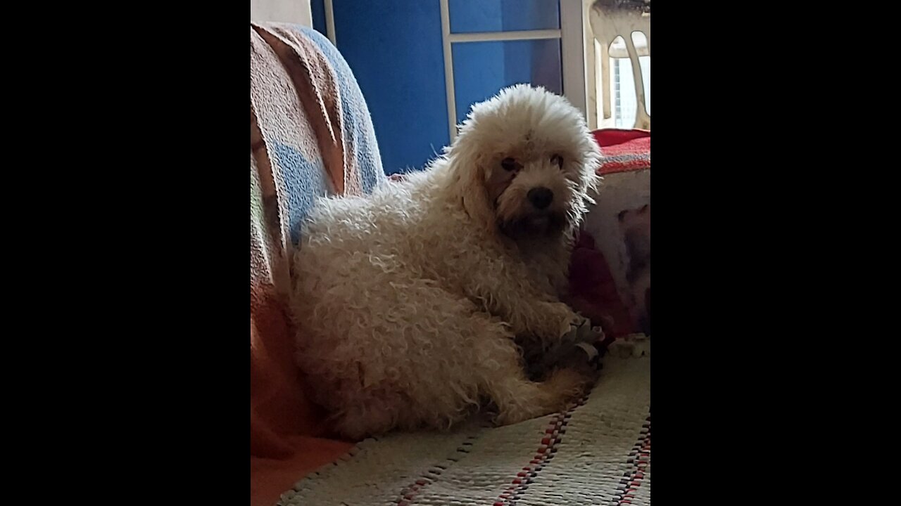 Mi pequeño perrito toby y sus ocurrencia