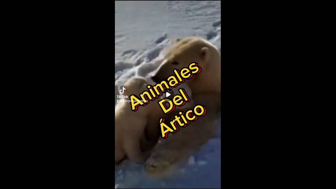 ¡Descubre la magia helada de la vida salvaje en el Ártico! 🌬️🐾