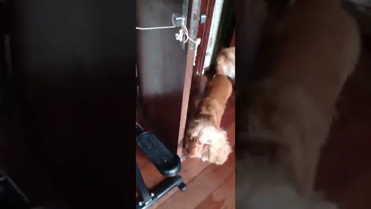 golden dog