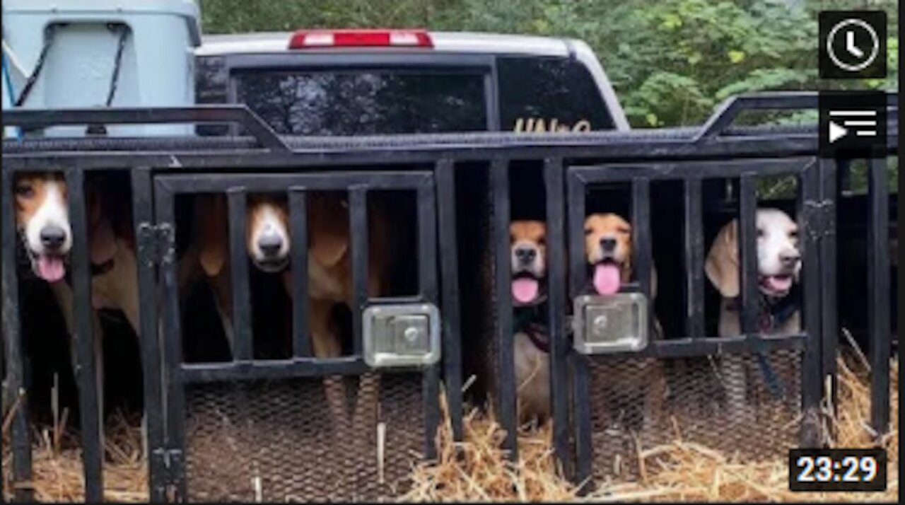 Deer Hunting w/ Dogs - Those Hounds Can't Stand A Deer!