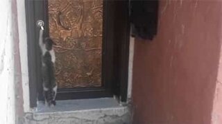 Poli, ce chat frappe à la porte avant d'entrer
